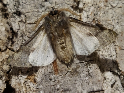 Pine Processionary-moth, photo 3 of 10