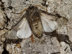 Pine Processionary-moth