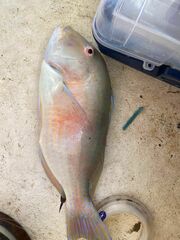 Venus Tuskfish photo 4