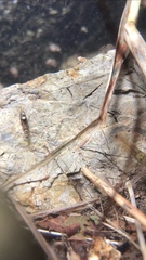 Caridina serrata