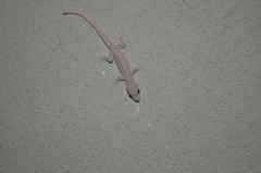 Hemidactylus frenatus