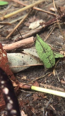 Caridina serrata