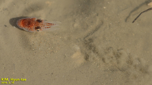 Sepiolidae