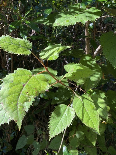 Aristotelia serrata, photograph 3