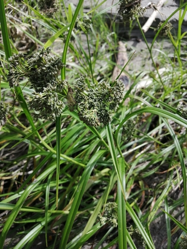 Scirpus sylvaticus iNat (3)