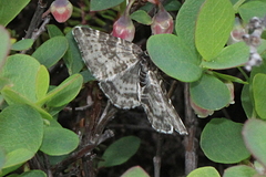 Rheumaptera hastata thulearia