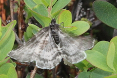 Rheumaptera hastata thulearia