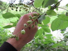Contarinia virginianiae