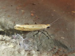 Ypsolopha unicipunctella