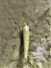 Ypsolopha unicipunctella