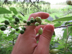 Contarinia virginianiae