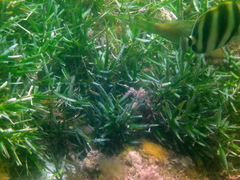 Amphibolis griffithii