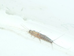 Ctenolepisma lineatum