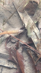 Oreonectes platycephalus