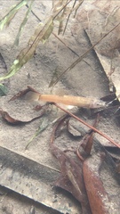 Oreonectes platycephalus