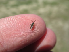 Ausejanus albisignatus