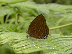 Arhopala delta