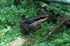 Allobates insperatus