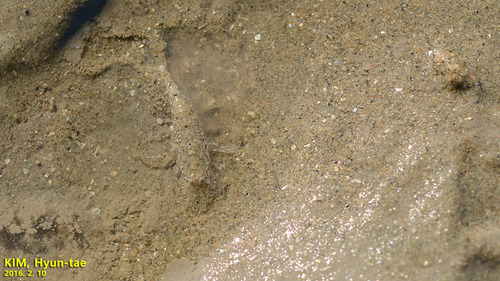 Crangonidae