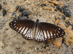 Graphium ramaceus pendleburyi