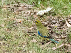 Neophema chrysostoma