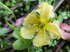 Ornduffia reniformis