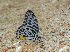 Graphium delessertii