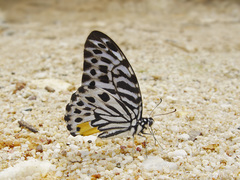 Graphium delessertii
