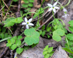 Lobelia pedunculata