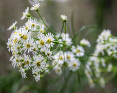 Olearia glandulosa