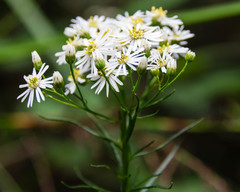 Olearia glandulosa