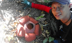 Rafflesia speciosa