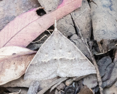 Epidesmia hypenaria