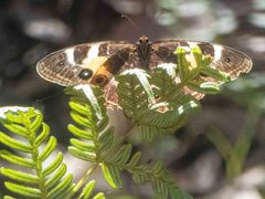 Tisiphone abeona albifascia