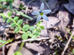 Lobelia pedunculata