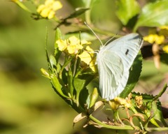 Pieris rapae rapae