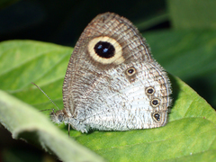 Ypthima ceylonica
