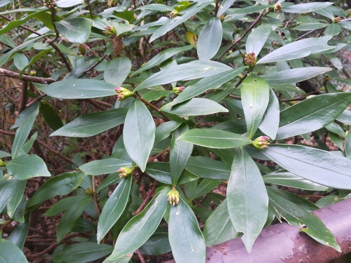 Image of Daphne odora by (c) harum.koh, some rights reserved (CC BY-SA)