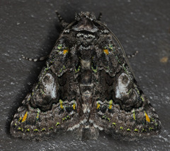 Behrensia conchiformis