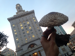 Chlorophyllum rhacodes