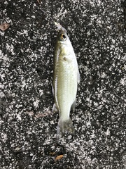 Planiliza