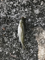 Planiliza