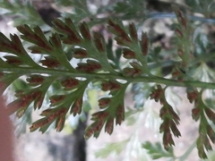 Asplenium pekinense