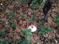 Chlorophyllum rhacodes