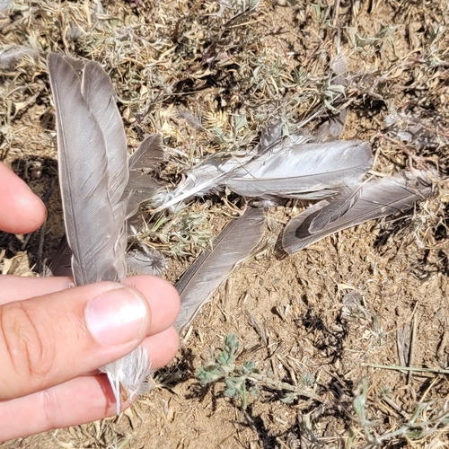 Plume de Étourneau roselin