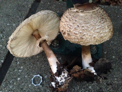 Chlorophyllum rhacodes