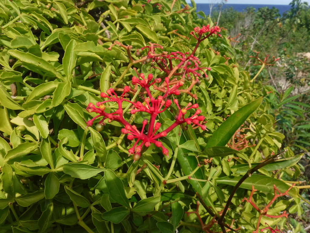 bull-vine
