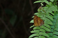 Symbrenthia lilaea formosanus