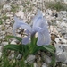 Iris nusairiensis - Photo (c) Humam Ghanim, μερικά δικαιώματα διατηρούνται (CC BY-NC), uploaded by Humam Ghanim