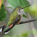 Broad-tailed Hummingbird - Photo (c) Steven Mlodinow, some rights reserved (CC BY-NC), uploaded by Steven Mlodinow